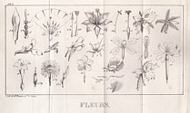 Flore du Dauphiné, Mutel