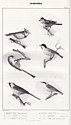 Ornithologie du Dauphiné, Hippolyte Bouteille